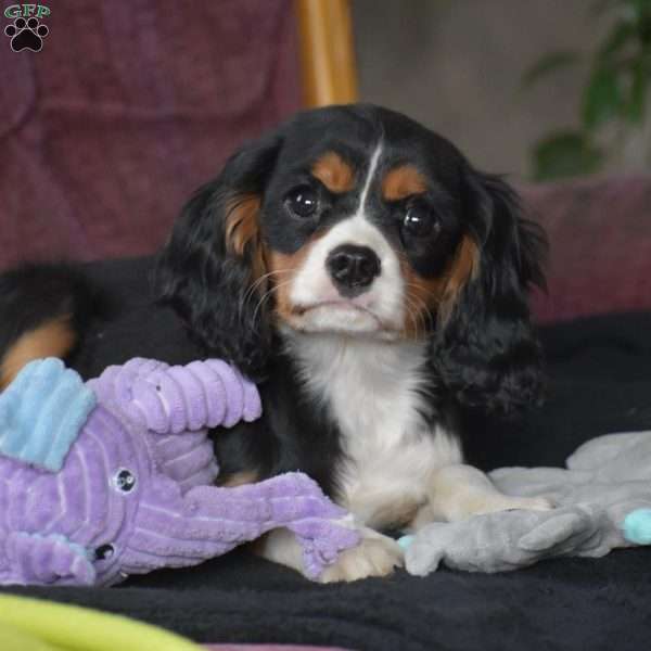 Bobby, Cavalier King Charles Spaniel Puppy