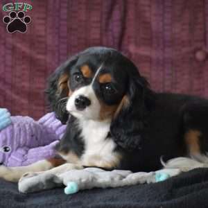 Bobby, Cavalier King Charles Spaniel Puppy