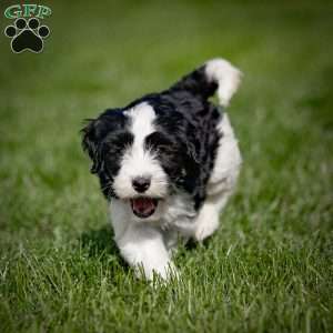 Bonbon, Mini Bernedoodle Puppy