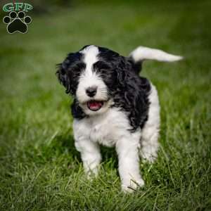 Bonbon, Mini Bernedoodle Puppy