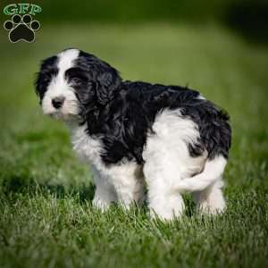 Bonbon, Mini Bernedoodle Puppy