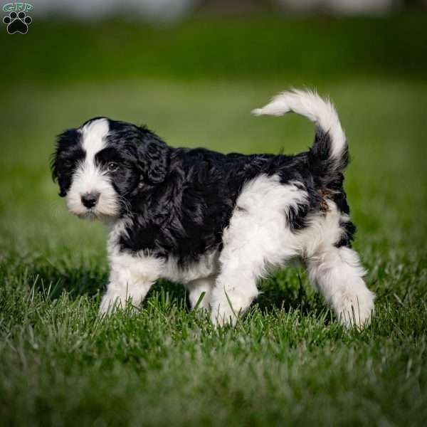 Bonbon, Mini Bernedoodle Puppy