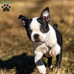 Bonnie, Boston Terrier Puppy