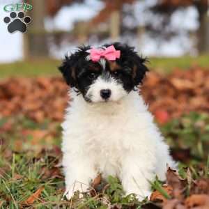 Bonnie, Yorkie Poo Puppy