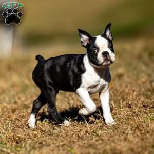 Bonnie, Boston Terrier Puppy