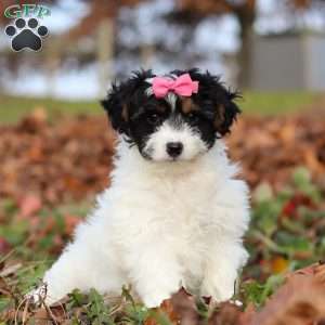 Bonnie, Yorkie Poo Puppy