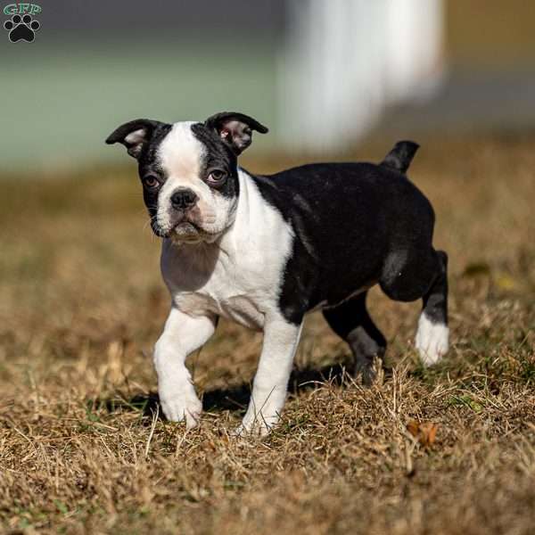 Bonnie, Boston Terrier Puppy