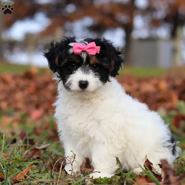 Bonnie, Yorkie Poo Puppy