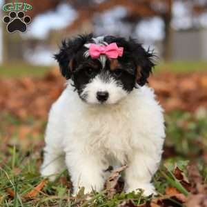 Bonnie, Yorkie Poo Puppy