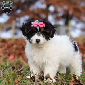 Bonnie, Yorkie Poo Puppy