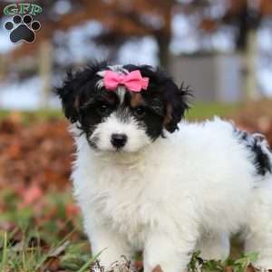 Bonnie, Yorkie Poo Puppy