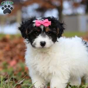 Bonnie, Yorkie Poo Puppy