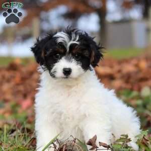 Bonnie, Yorkie Poo Puppy