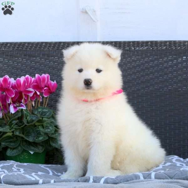 Bonnie, Samoyed Puppy