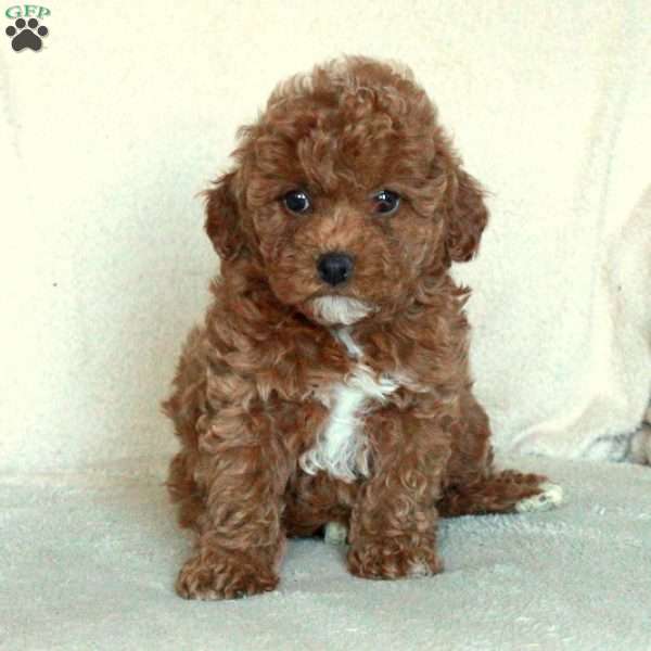 Bonnie, Miniature Poodle Puppy