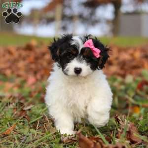 Bonnie, Yorkie Poo Puppy