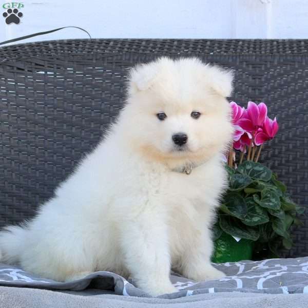 Boomer, Samoyed Puppy