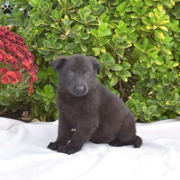 Boomer, German Shepherd Puppy