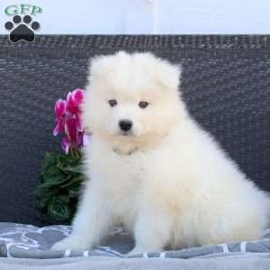 Boomer, Samoyed Puppy