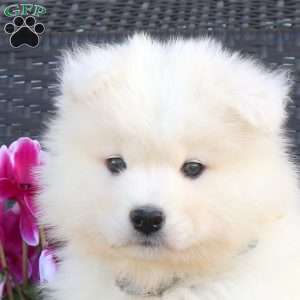 Boomer, Samoyed Puppy