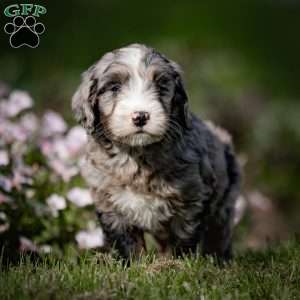 Boris, Mini Bernedoodle Puppy