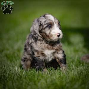 Boris, Mini Bernedoodle Puppy