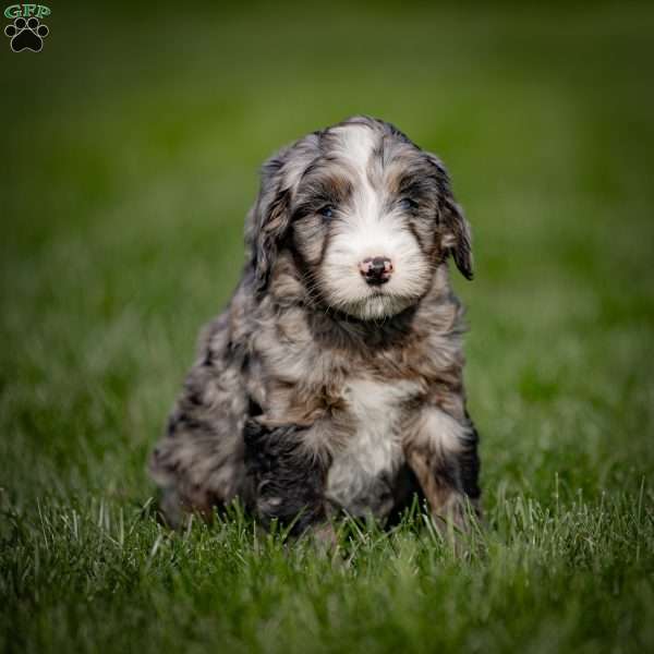 Boris, Mini Bernedoodle Puppy