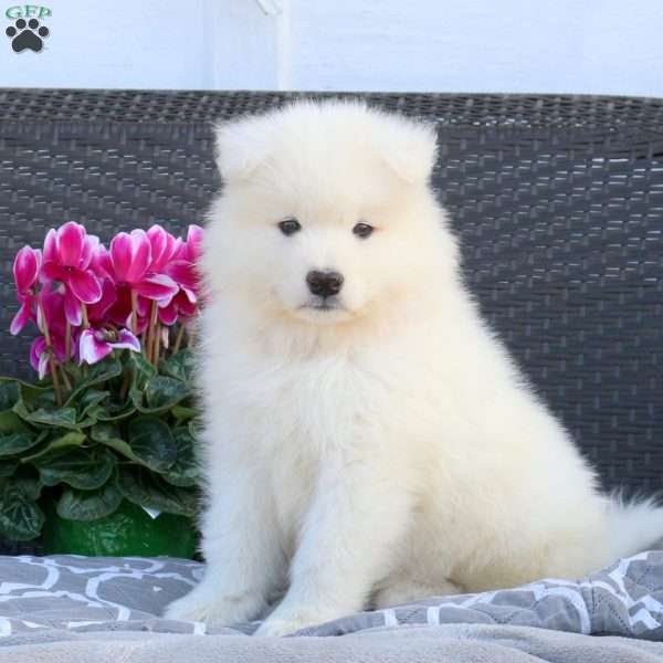 Boyd, Samoyed Puppy