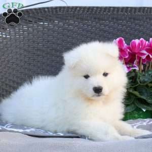 Boyd, Samoyed Puppy