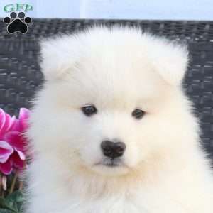 Boyd, Samoyed Puppy