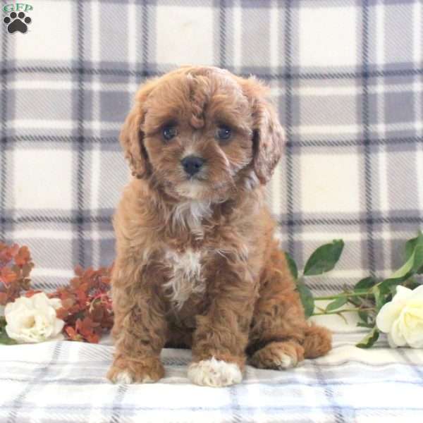 Brandy, Cavapoo Puppy