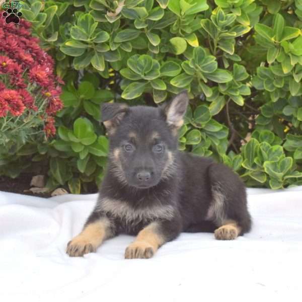 Breeze, German Shepherd Puppy