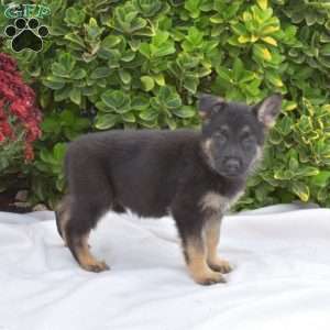 Breeze, German Shepherd Puppy