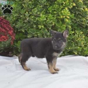 Breeze, German Shepherd Puppy