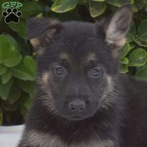 Breeze, German Shepherd Puppy