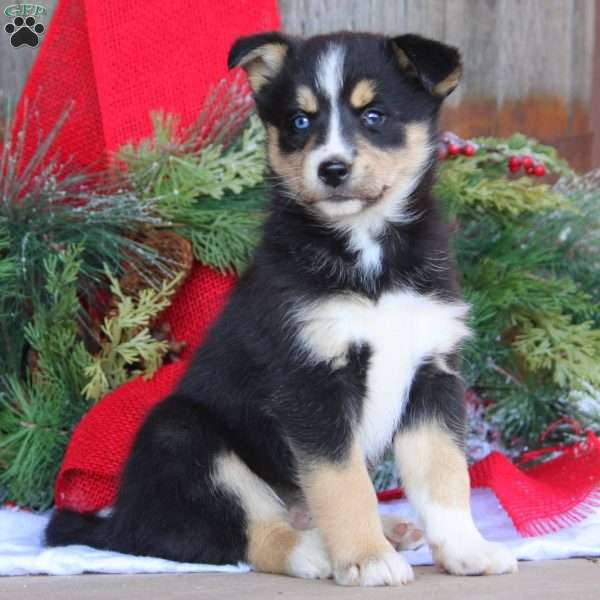 Bri, Bernese Mountain Dog Mix Puppy