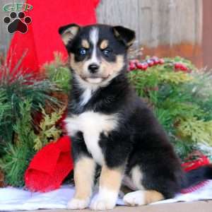 Bri, Bernese Mountain Dog Mix Puppy