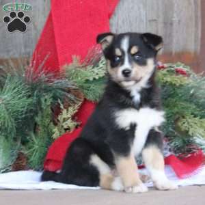 Bri, Bernese Mountain Dog Mix Puppy