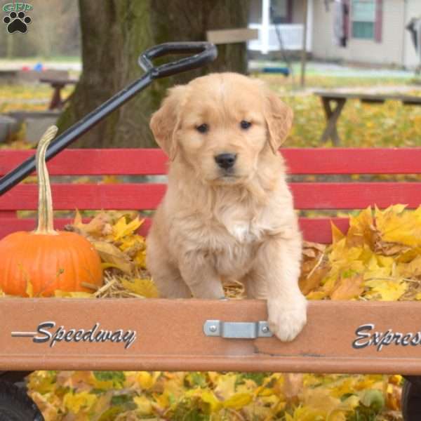 Bridget, Golden Retriever Puppy