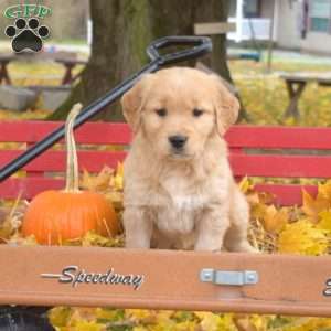 Bridget, Golden Retriever Puppy