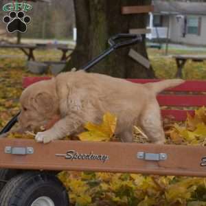 Bridget, Golden Retriever Puppy