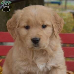 Bridget, Golden Retriever Puppy