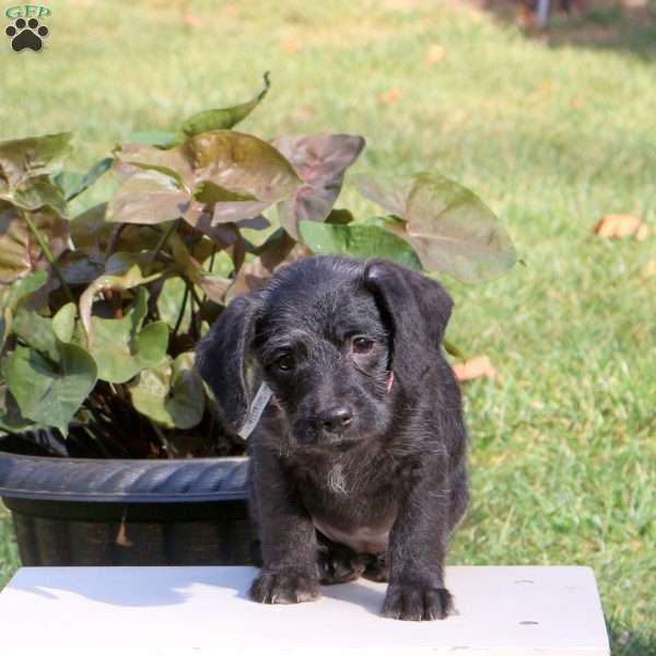 Brie, Jack-a-poo Puppy