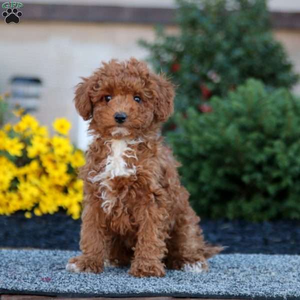 Brie, Miniature Poodle Puppy