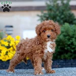 Brie, Miniature Poodle Puppy