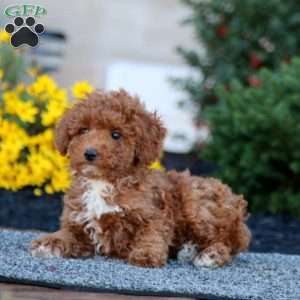 Brie, Miniature Poodle Puppy