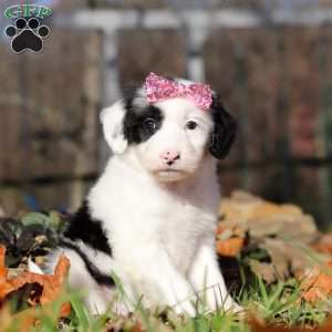 Brielle, Sheepadoodle Puppy