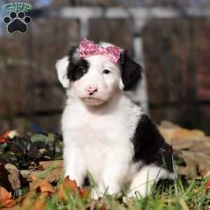 Brielle, Sheepadoodle Puppy