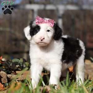 Brielle, Sheepadoodle Puppy