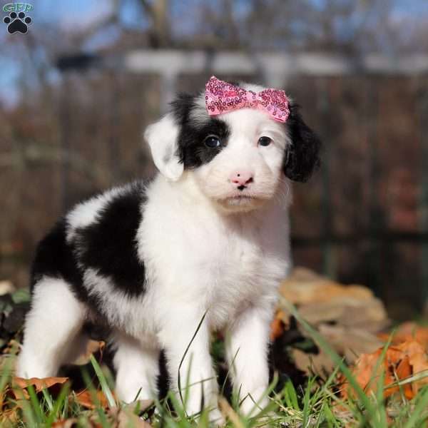 Brielle, Sheepadoodle Puppy